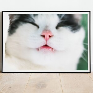 Schlafende verträumte Katze Druck - Tier Fotografie, Nahaufnahme, Gespannte Leinwand, Süßer Traum Wandkunst, Postkarte, gerahmtes Bild