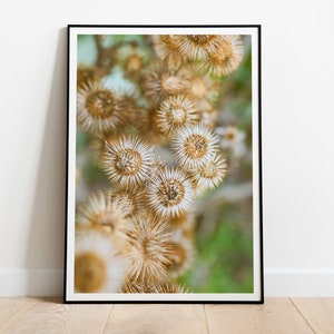 Stampa astratta naturale, cardo secco, fotografia astratta, arte murale botanica, foto di piante, poster minimalista, stampa artistica rustica, stampa di erbe aromatiche