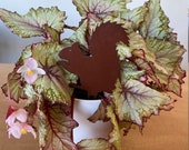 Metal Squirrel Plant Pot Decoration - Ideal Christmas Gift - Home, Outdoor Garden Gift - Flower Box Art - secret Santa gift