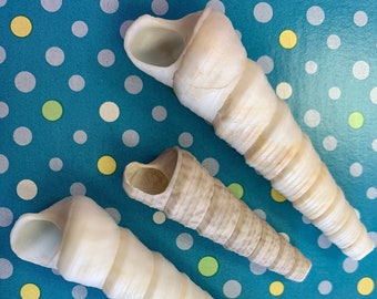 Natural Turitella Seashell Pipes