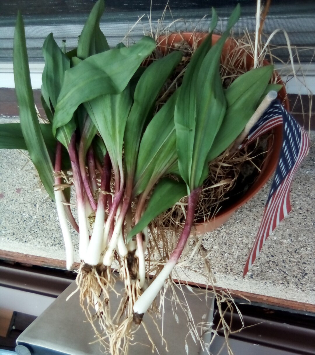 2 Lbs. of Fresh Spring Organic Wild Leeks Ramps Wild Garlic Onion From