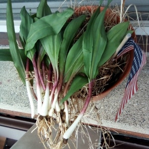 3 lbs Wild Leeks Spring Ramps Garlic Onion Family Organic Fresh from Wisconsin