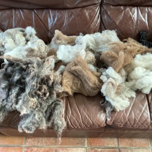 May include: A selection of raw wool fibres in natural shades of brown, grey, and cream, displayed on a brown leather sofa. The image highlights the different textures and colours of the unprocessed wool, ready for crafting.
