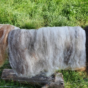 Grey Ryeland carded wool