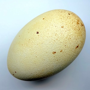 May include: A large, oval-shaped egg with a textured, off-white surface. The egg has small, brown speckles scattered across its surface. The egg is likely from a large bird, such as an ostrich or emu.