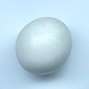 May include: A single, white egg with a smooth, slightly textured surface. The egg is oval-shaped and appears to be fresh. The background is a plain, light blue-grey colour, providing a clean contrast to the egg.