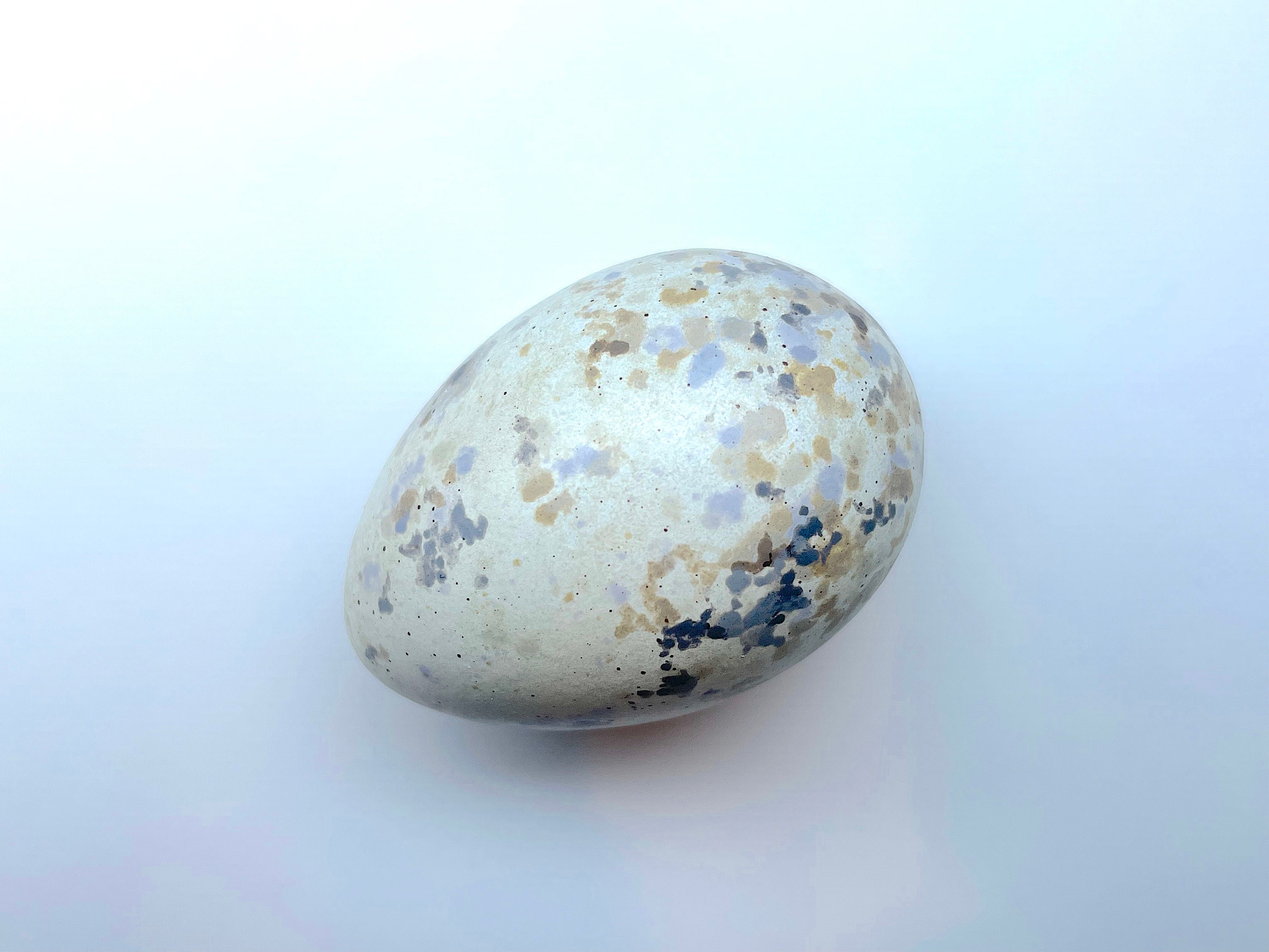 オイバツィカのガラス製鳥は卵