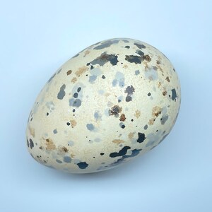 May include: A speckled egg with a creamy white base, featuring irregular patches of grey, brown, and black. The egg's surface has a smooth texture. The egg is oval-shaped and is a natural product.