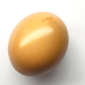 May include: A single, oval egg with a smooth, glossy surface. The egg is a light tan colour with subtle darker spots. The image is taken against a plain white background, highlighting the egg's form and texture.