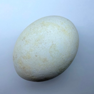 Harpy Eagle Replica Bird Egg