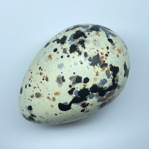 May include: A speckled egg with a cream-colored base and irregular patterns of black, gray, and brown spots. The egg is oval-shaped and rests against a white background, suggesting a natural or decorative item.