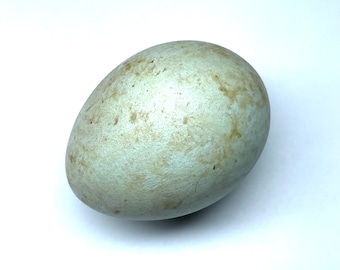 工芸品  birds festive mistle thrush egg 工芸品 birds festive mistle thrush egg Mistle Thrush Eggs