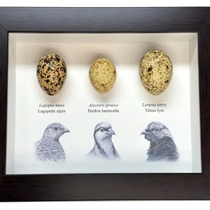 May include: A framed display with three speckled bird eggs and pencil drawings of the birds below. The frame is dark brown. The eggs are above the drawings, and the background is white. Text labels identify each egg and bird.