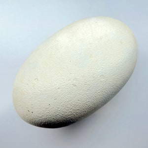 Könnte beinhalten: Ein großes, cremefarbenes Ei mit strukturierter Oberfläche. Das Ei ist oval geformt und scheint ein Vogelei zu sein, möglicherweise ein Straußen- oder Emu-Ei. Das Ei ist vor einem schlichten, weißen Hintergrund platziert.