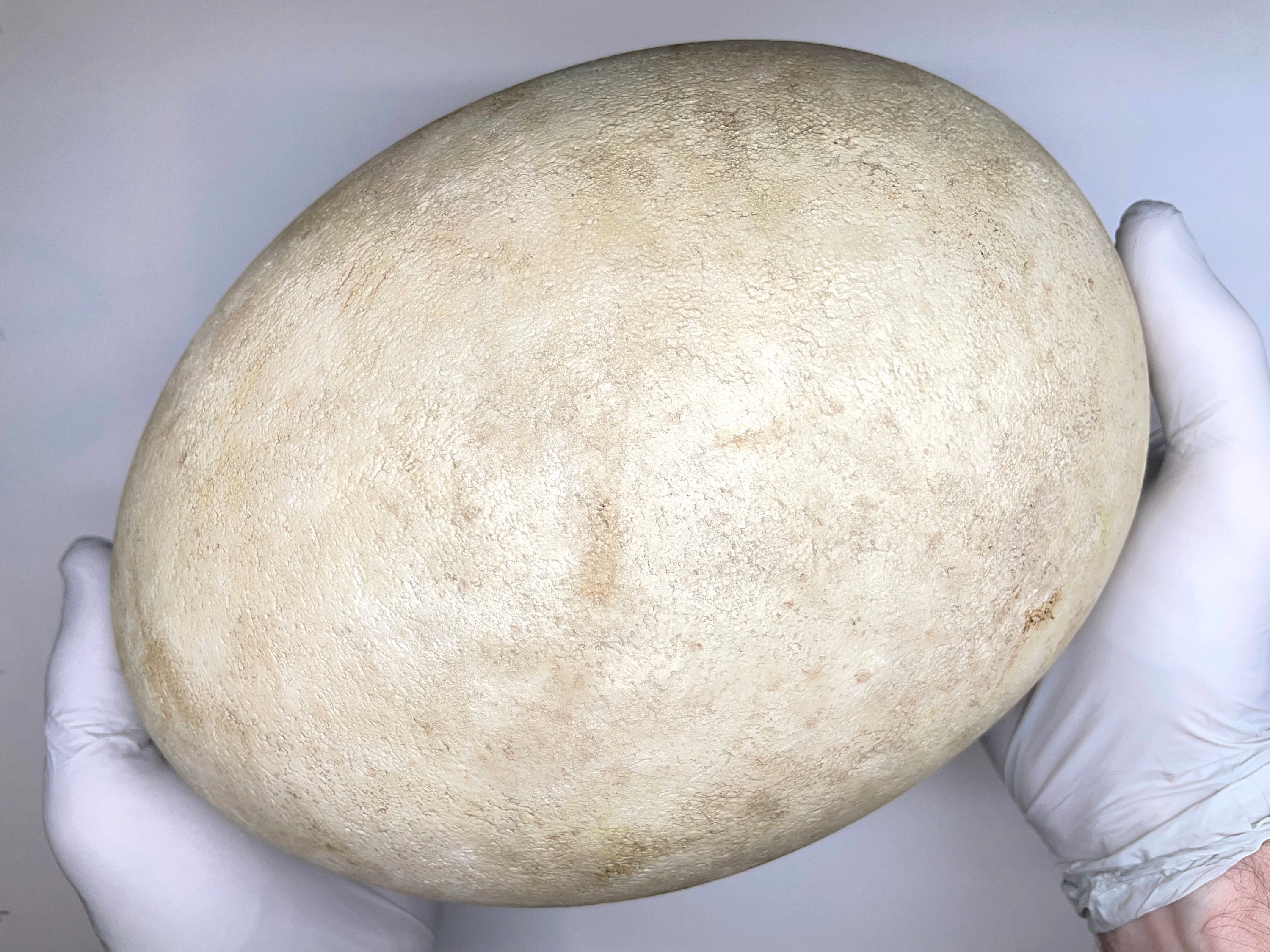 Extinct Southern Giant Moa Replica Bird Egg - Etsy