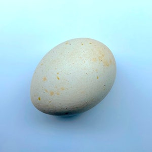 May include: An oval egg with a speckled, off-white shell. The egg features small, light brown spots and is set against a light blue background. The egg's smooth texture and natural appearance are highlighted.