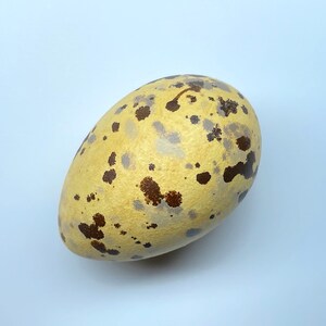 Könnte beinhalten: Ein oval geformtes Ei mit einer hellgelben Grundfarbe, übersät mit unregelmäßigen braunen und grauen Flecken. Die Oberfläche des Eis hat ein leicht strukturiertes Aussehen, vor einem schlichten weißen Hintergrund.