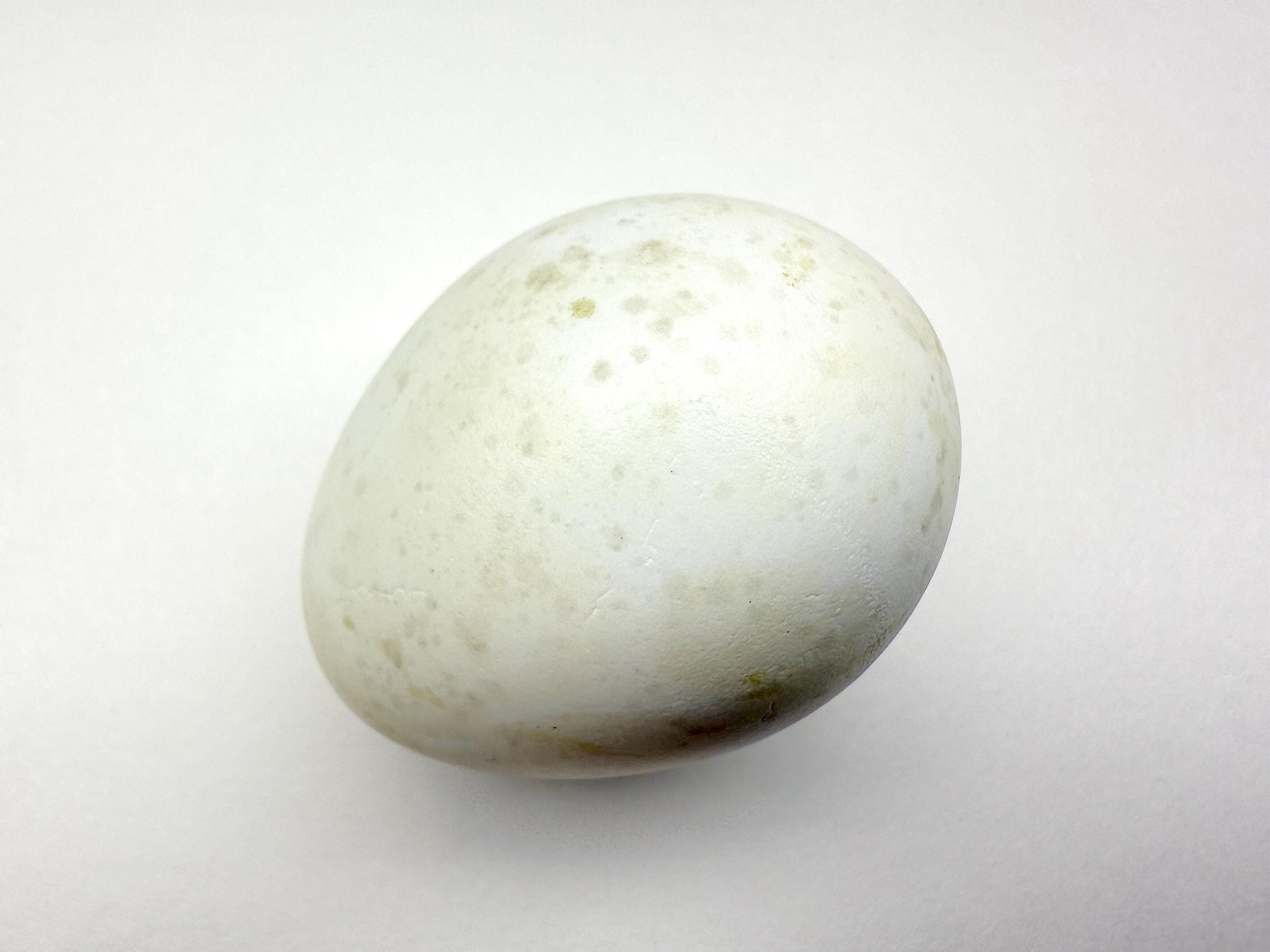 Belted Kingfisher Replica Bird Egg - Etsy