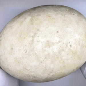Könnte beinhalten: Ein großes, oval geformtes Objekt mit einer strukturierten, cremefarbenen Oberfläche. Das Objekt hat kleine, dunkle Flecken und wird von behandschuhten Händen gehalten. Die Form deutet auf ein großes Ei hin, möglicherweise ein Dekorationsartikel.