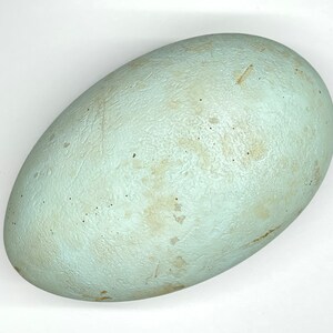 May include: A large, oval-shaped egg with a pale blue-green hue. The egg has a textured surface with subtle variations in color and small dark spots. The egg is a light color and appears to be a bird's egg.