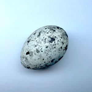 Peut inclure: Un œuf ovale, tacheté, avec une base gris clair et des taches grises foncées et noires. L'œuf est lisse et semble être fait de pierre ou d'un matériau similaire. Le fond est une surface blanche unie.