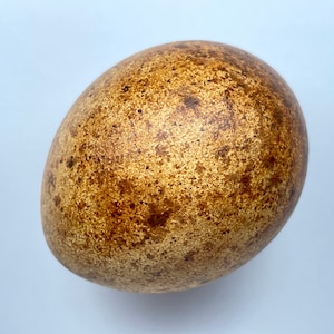 Peregrine Falcon Replica Bird Egg