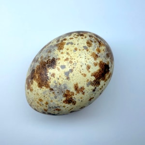 Puede incluir: Un huevo ovalado con un patrón moteado. La superficie del huevo presenta una mezcla de manchas beige, marrones y grises. El huevo se encuentra sobre un fondo blanco liso, resaltando sus colores y texturas naturales. Mide aproximadamente 6 cm de largo.