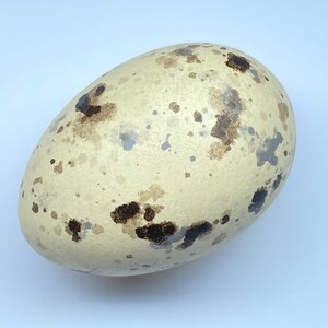 May include: An oval-shaped egg with a creamy white base color, speckled with irregular brown and gray markings. The egg's surface has a slightly textured appearance, and it is set against a plain white background.