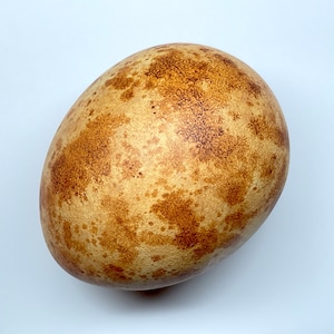 Lammergeier (Bearded Vulture) Replica Bird Egg