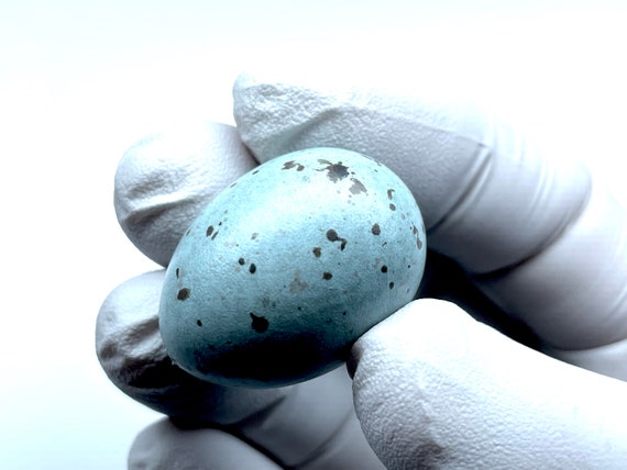 工芸品  birds festive mistle thrush egg Mistle thrush eggs hi-res stock photography and images - Alamy