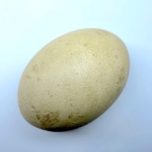 White Stork Replica Bird Egg