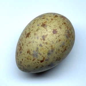 Könnte beinhalten: Ein gesprenkeltes Ei mit hellbrauner Grundfarbe und braunen und grauen Flecken. Das Ei ist oval geformt und liegt auf einer weißen Oberfläche. Die Oberfläche des Eis hat eine leicht raue Textur.