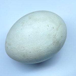 May include: A large, off-white egg with a textured surface. The egg is oval-shaped and appears to be a natural product. The egg is set against a plain white background.