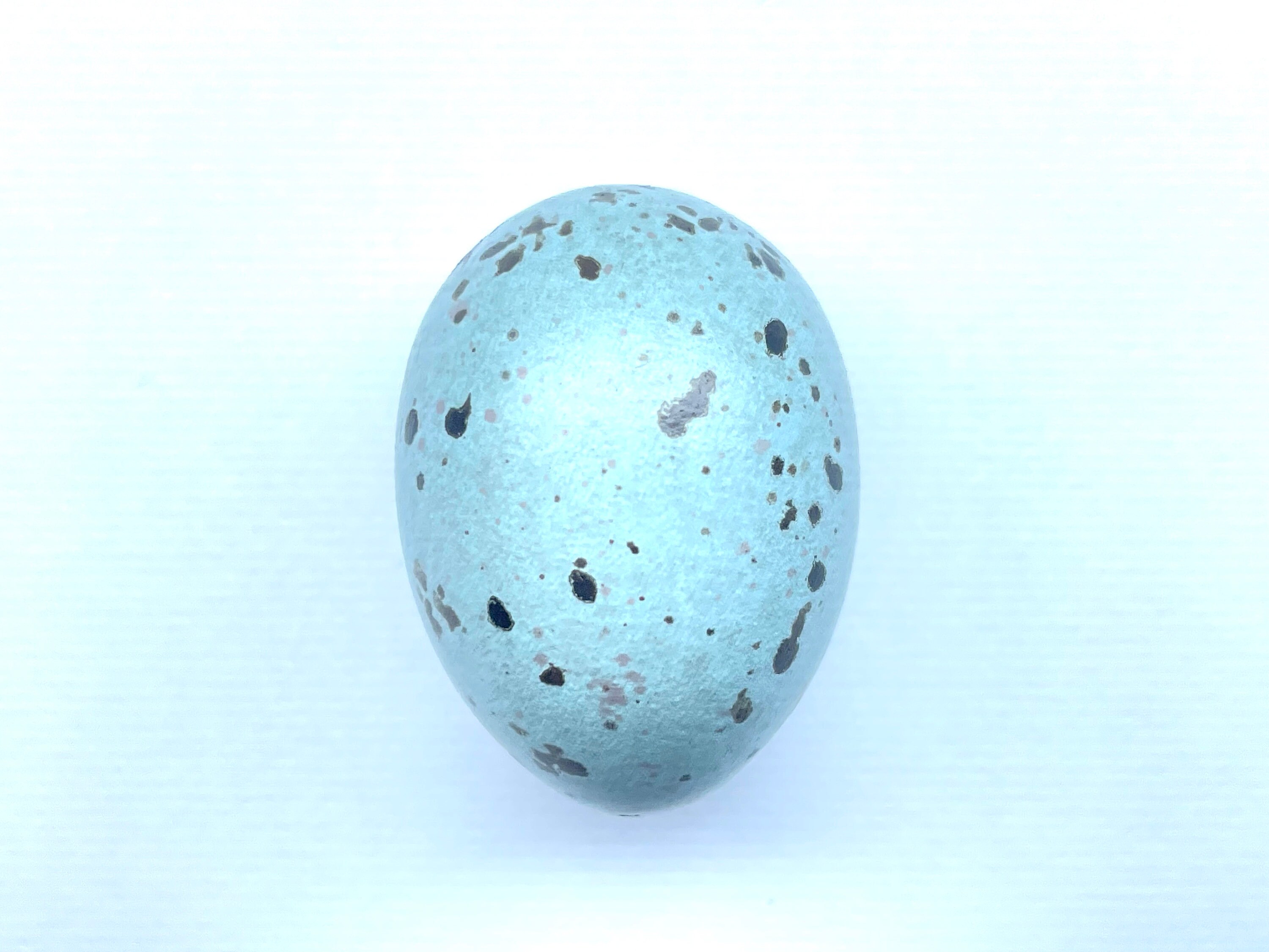 工芸品  birds festive mistle thrush egg Mistle Thrush #2 Replica Bird Egg - Etsy