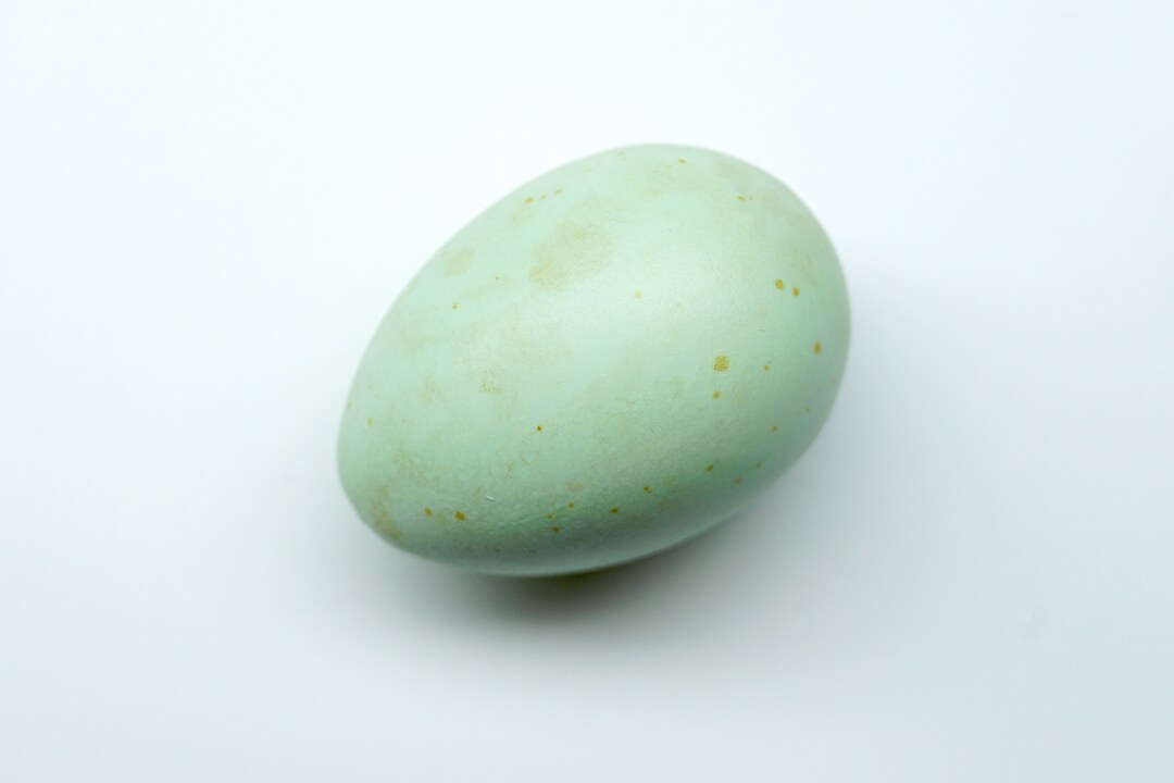 European Starling Replica Bird Egg Etsy