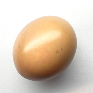 May include: A single, light brown egg with a smooth, glossy surface. The egg has small, dark spots and is set against a white background. The egg is oval-shaped and appears to be a chicken egg.