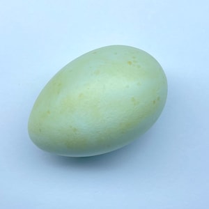 Peut inclure: Un œuf vert pâle avec de subtiles mouchetures jaune-brun. L'œuf a une forme ovale lisse et se détache sur un fond blanc uni. La couleur de l'œuf est un vert doux et sourd, avec une finition légèrement brillante.