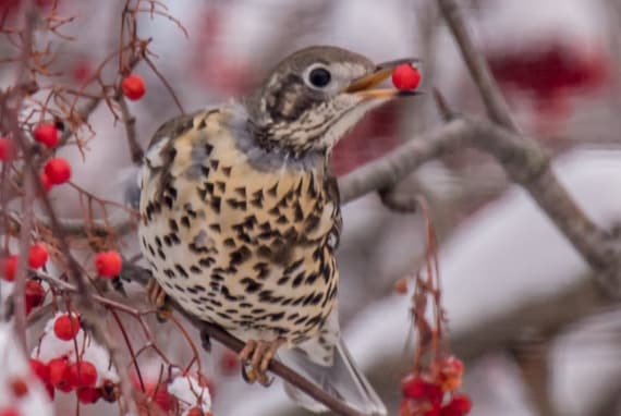 Mistle Thrush #1 Replica Bird Egg - Etsy UK