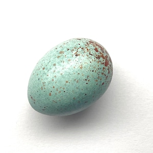 May include: A single bird egg, oval in shape, with a smooth surface. The egg is a pale turquoise colour, speckled with small brown spots. It is set against a plain white background.