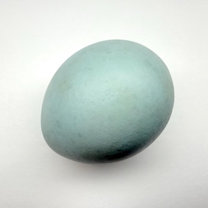 May include: A single, oval-shaped egg with a muted teal color. The egg has a smooth, matte finish and is set against a plain white background. The egg's surface has subtle variations in color, adding to its natural appearance.