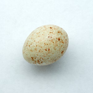 Könnte beinhalten: Ein einzelnes ovales Ei mit einer cremefarbenen Schale, die ein dichtes Muster aus kleinen, unregelmäßigen rotbraunen Sprenkeln auf der gesamten Oberfläche aufweist. Das Ei hat eine glatte, matte Textur und ist mittig im Bild platziert.