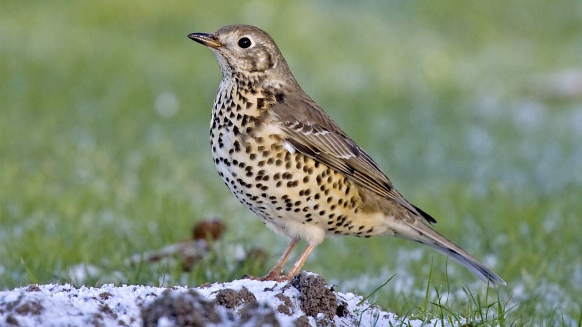 Song Thrush Replica Bird Egg - Etsy
