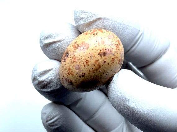 Mistle Thrush #1 Replica Bird Egg - Etsy