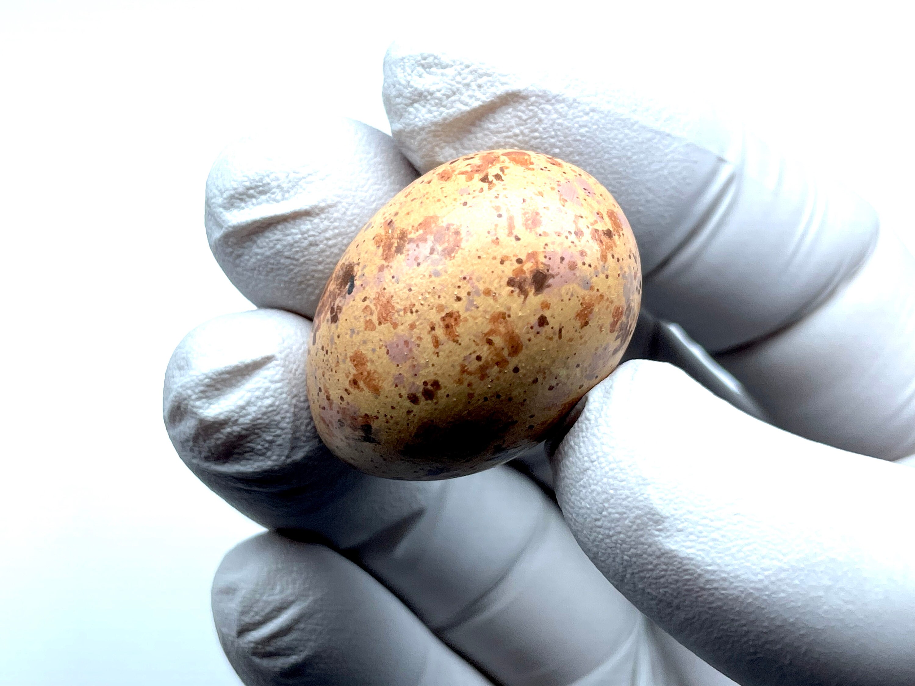 Mistle Thrush #1 Replica Bird Egg - Etsy UK