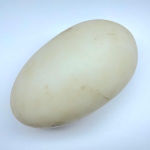 Può includere: Un uovo grande, bianco sporco, con una superficie liscia e leggermente strutturata. L'uovo è di forma ovale e sembra essere un uovo d'oca o d'anatra. Lo sfondo è una superficie bianca.
