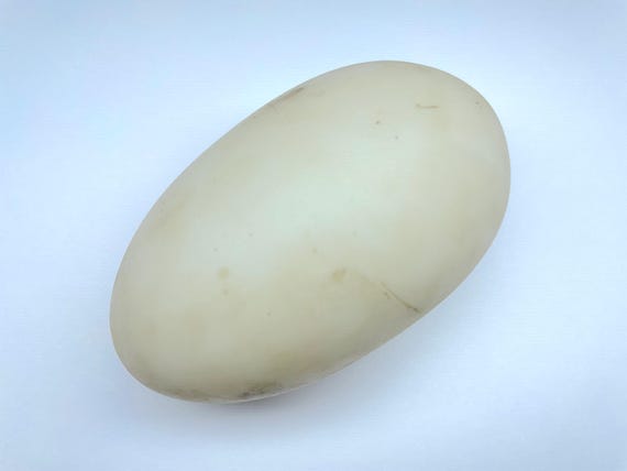 コモドドラゴンのレプリカ爬虫類の卵 - Etsy 日本