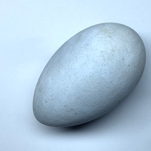 American Flamingo Replica Bird Egg