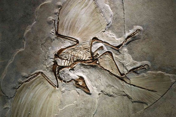 Archaeopteryx Lithographica Replica Dinosaur Egg - Etsy
