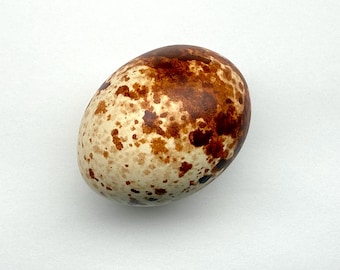 Réplique d'oeuf de crécerelle d'Amérique