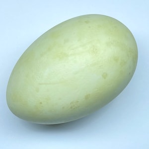 May include: A large, pale green egg with a smooth surface and subtle darker spots. The egg is oval-shaped and appears to be a natural product, possibly from a bird or reptile. The background is plain white.